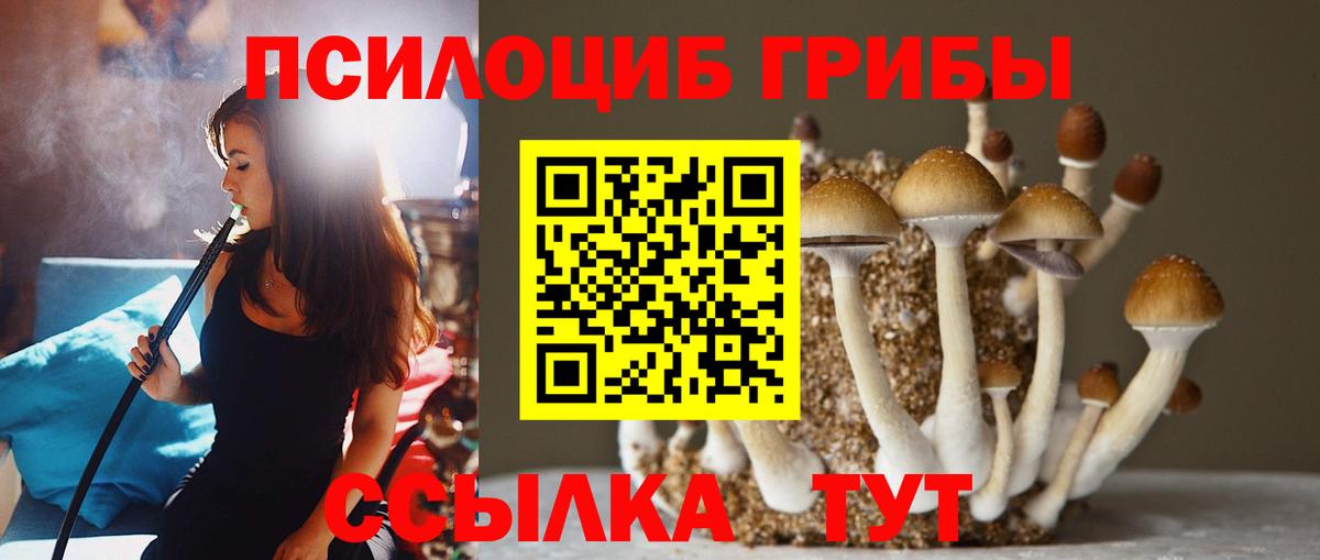 Дербент  Псилоцибиновые грибы Cubensis  Вход с VPN 